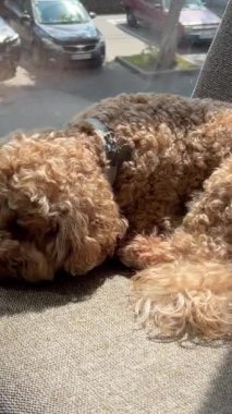 Küçük bir köpek, bir restoranın penceresinde bir kanişin üzerindeki masada oturuyor. Yüksek kalite 4k görüntü