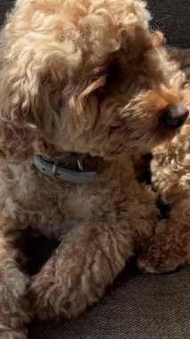 Küçük bir köpek, bir restoranın penceresinde bir kanişin üzerindeki masada oturuyor. Yüksek kalite 4k görüntü