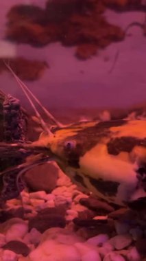 Clarias, kedigiller (Clariiiidae) familyasından bir kedi balığı cinsidir. Yunanca 