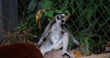 Halka kuyruklu lemur, Lemur catta, primat, orta boydan büyük boya, ıslak burun. Hayvan göğsü ve göbeği öne doğru oturur.
