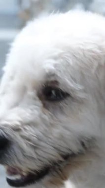 Beyaz kürklü bir köpek. Sağlığı kötü olan bir evcil hayvan. Köpek zehirlendi. Evdeki hayvanlar. Yüksek kalite 4k görüntü