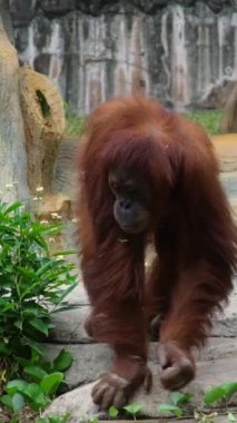 Orangutanlar, büyük maymunlar, tropikal ormanlar kahverengi orangutanlar parkta dört ayak üzerinde yürürler.