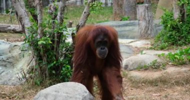 Orangutanlar, büyük maymunlar, tropikal ormanlar kahverengi orangutanlar parkta dört ayak üzerinde yürürler.