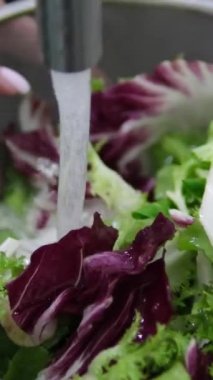 Salata, sebze, marul yıkayan insanlar. Yeşil salata yapıyorum. Yüksek kalite 4k görüntü