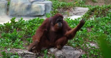 Orangutanlar, büyük maymunlar, tropikal ormanlar kırmızı kahverengi orangutan elini kaldırdı ve taşın üzerinde oturan bir elma istedi.