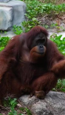 Orangutanlar, büyük maymunlar, tropikal ormanlar kırmızı kahverengi orangutan elini kaldırdı ve taşın üzerinde oturan bir elma istedi.