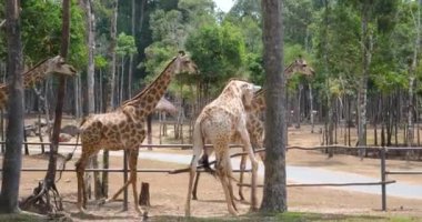 Afrika savanasında birlikte yürüyen dört zürafa. Botswana, Güney Afrika. Yüksek kalite 4k görüntü