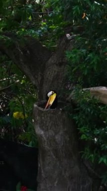 Öğleden sonra Costa Rica 'daki Boca Tapada' da bir dalın üzerine konmuş omurga galı bir Toucan 'ın ön görüntüsü. Yüksek kaliteli FullHD görüntüler