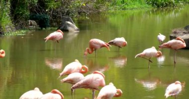 Gölde pembe flamingolar, çiftleşme mevsimi Kenya. Yüksek kaliteli FullHD görüntüler