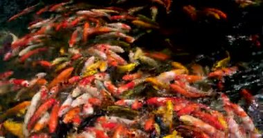 Parktaki küçük kırmızı balık. Yüksek kalite 4k görüntü