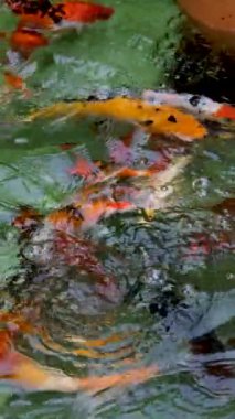 Çin, Şangay 'daki Yuyuan Garden' da bir gölette Japon sazan balığı.