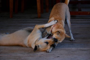 Balık çiftliği ahşap köprüsü okyanus Vietnam evi suyun üzerinde. Balık çiftliğinin güzel doğal manzarası. Vietnamlı kırma köpekler iskelede tahta köprünün üstünde çiftliği koruyor.