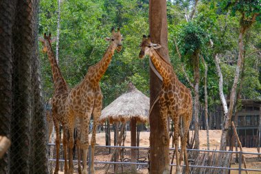 Afrika zürafa sürüsü ormanda yakınlaşıyor. Öğleden sonra iki zürafa Giraffa reticulata kafalarını kapatıyorlar.