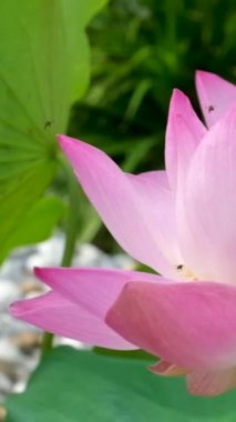  Pembe bir nilüfer çiçeği rüzgarda sallanıyor. Yeşil yapraklarının arka planında. Doğal ortamda göl üzerindeki nilüfer tarlası. Yüksek kaliteli FullHD görüntüler