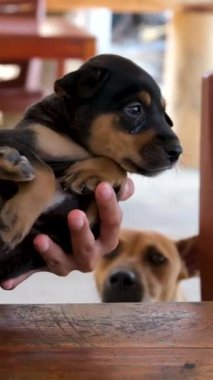 İki kız arka bahçede salıncakta oturan bir köpek yavrusuyla oynuyorlar. Asyalı kız ve Avrupalı turist, kafeteryada küçük bir köpek yavrusunu okşayıp resim çekiyorlar.