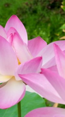  Pembe bir nilüfer çiçeği rüzgarda sallanıyor. Yeşil yapraklarının arka planında. Doğal ortamda göl üzerindeki nilüfer tarlası. Yüksek kaliteli FullHD görüntüler