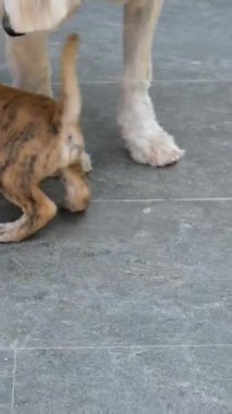Öfkeli anne köpek köpek yavrusu kontrol köpeğini ısırır. Köpek, köpek bahçesindeki köpeğini boynundan ısırır. Büyük köpek ısırır. Yüksek kalite 4k görüntü