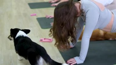 Yoga ve Corgi Yavruları rahatlama, insanlar yoga, kadınlar köpekleri okşama, egzersiz yapma, esneme hareketleri.