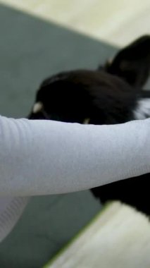 Corgi köpeği okşayan bir kadın. Amirin oturma odasında altın köpeğini okşuyor. Yoga ve Corgi Yavruları rahatlama, insanlar yoga, kadınlar köpekleri okşama, egzersiz yapma, esneme hareketleri.