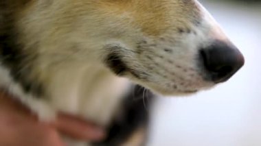 Corgi köpeği okşayan bir kadın. Amirin oturma odasında altın köpeğini okşuyor. Yoga ve Corgi Yavruları rahatlama, insanlar yoga, kadınlar köpekleri okşama, egzersiz yapma, esneme hareketleri.