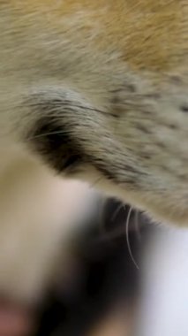 Corgi köpeği okşayan bir kadın. Amirin oturma odasında altın köpeğini okşuyor. Yoga ve Corgi Yavruları rahatlama, insanlar yoga, kadınlar köpekleri okşama, egzersiz yapma, esneme hareketleri.