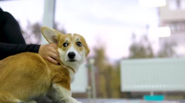 Corgi köpeği okşayan bir kadın. Amirin oturma odasında altın köpeğini okşuyor. Yoga ve Corgi Yavruları rahatlama, insanlar yoga, kadınlar köpekleri okşama, egzersiz yapma, esneme hareketleri.