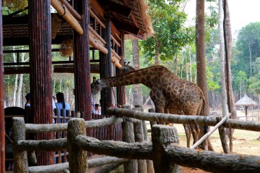 Afrika zürafa sürüsü ormanda yakınlaşıyor. Öğleden sonra iki zürafa Giraffa reticulata kafalarını kapatıyorlar.