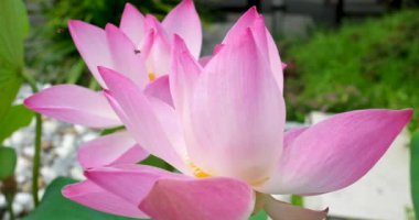 Nilüfer ya da sulu çiçek gölette. Yüksek kaliteli FullHD görüntüler