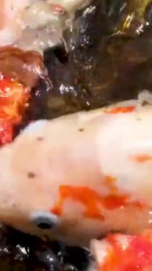 Renkli Japon sazan balığı koi balığı nishikigoi balığını Asya 'da bir bahçedeki havuzda yüzdürür. Vietnam gölündeki balıklar