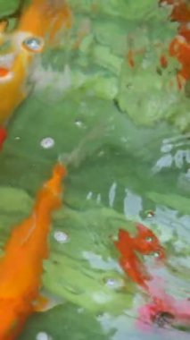 Renkli Japon sazan balığı koi balığı nishikigoi balığını Asya 'da bir bahçedeki havuzda yüzdürür. Vietnam gölündeki balıklar