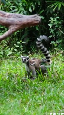 Halka kuyruklu lemur yer ve yeşille farklı yönlere bakar. Yüksek kaliteli FullHD görüntüler
