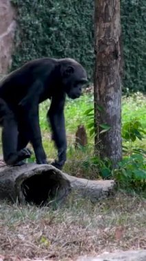 Singapur hayvanat bahçesinde gezen genç orangutanlar. Yüksek kaliteli FullHD görüntüler