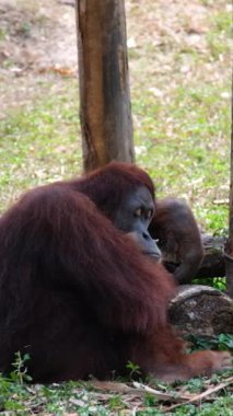 Singapur hayvanat bahçesinde gezen genç orangutanlar. Yüksek kaliteli FullHD görüntüler