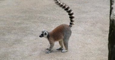Halka kuyruklu lemur yer ve yeşille farklı yönlere bakar. Yüksek kaliteli FullHD görüntüler