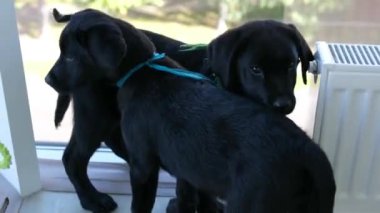 Güzel Genç Kadının Portresi Evinde Sevimli Labrador Retriever 'ına Sarıldı. Kız Köpeğiyle Oynuyor, En İyi Arkadaş. Evcil hayvan ve tırmalama Süper Mutlu Köpek, Oturma odasında iyi eğlenceler.