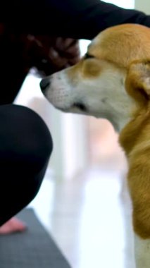 Veteriner bir kadın bir köpeğin akciğerlerini dinler, yakından, yavaş çekimde. Corgi veteriner kliniğinde muayene ediliyor. evcil köpek corgi