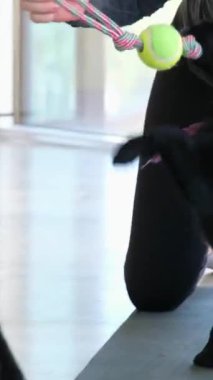 Labrador av köpeği. Yavru köpeklerle spor sınıfında yoga yapan kızlar zıplayarak ısırıyor kadınlarla oynuyor Ukrayna Vinnitsa 11.28.2024 doğasıyla şefkat iletişimini seviyor.