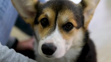Veteriner bir kadın bir köpeğin akciğerlerini dinler, yakından, yavaş çekimde. Corgi veteriner kliniğinde muayene ediliyor. evcil köpek corgi