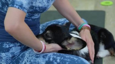 Batı Highland White Terrier 'ın lastik minderde dinlenirken çekici, formda bayan yoga yaparken geniş açılı görüntüsü. Sakin evcil hayvan sever, Padmasana 'yı Gyan Mudra' yla elde ederken sevimli köpek de rahatlıyor..