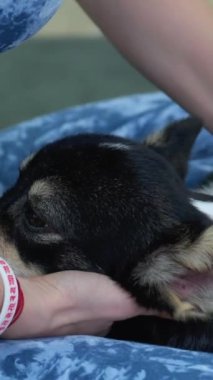 Batı Highland White Terrier 'ın lastik minderde dinlenirken çekici, formda bayan yoga yaparken geniş açılı görüntüsü. Sakin evcil hayvan sever, Padmasana 'yı Gyan Mudra' yla elde ederken sevimli köpek de rahatlıyor..