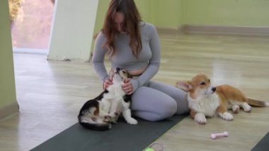 Batı Highland White Terrier 'ın lastik minderde dinlenirken çekici, formda bayan yoga yaparken geniş açılı görüntüsü. Sakin evcil hayvan sever, Padmasana 'yı Gyan Mudra' yla elde ederken sevimli köpek de rahatlıyor..