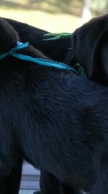 Güzel Genç Kadının Portresi Evinde Sevimli Labrador Retriever 'ına Sarıldı. Kız Köpeğiyle Oynuyor, En İyi Arkadaş. Evcil hayvan ve tırmalama Süper Mutlu Köpek, Oturma odasında iyi eğlenceler.