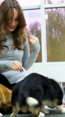 Batı Highland White Terrier 'ın lastik minderde dinlenirken çekici, formda bayan yoga yaparken geniş açılı görüntüsü. Sakin evcil hayvan sever, Padmasana 'yı Gyan Mudra' yla elde ederken sevimli köpek de rahatlıyor..