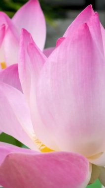 Pembe nilüfer çiçeği ve gölette yeşil yapraklar. Yüksek kalite 