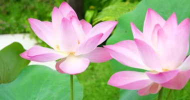 Pembe nilüfer çiçeği ve gölette yeşil yapraklar. Yüksek kalite 