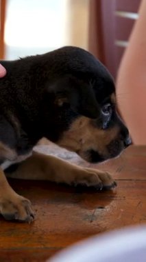 Güzel kızlar bir köpeği nazikçe okşar, sonra da arkadaşlarını selamlarlar. Yüksek kaliteli FullHD görüntüler