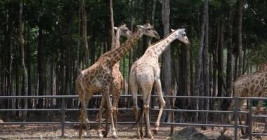 Üç zürafa çimenli bir hayvanat bahçesindeki bir ağacın altında güneşli bir günde doğal bir ortamda gölgenin tadını çıkarıyorlar. Khao Kheow Açık Hayvanat Bahçesi Tayland.