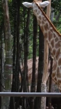 Zürafa hayvanat bahçesindeki bir ağaçtan yaprak yiyor. Yüksek kalite 4k görüntü