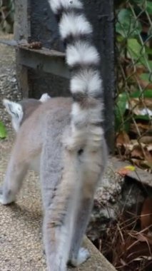 Halka kuyruklu lemur, ağacın gölgesinde oturur ve uzaklaşır. Yüksek kaliteli FullHD görüntüler