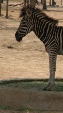 Küçük zebra sabit duruyor. Kamera dönüyor. Yüksek kaliteli FullHD görüntüler